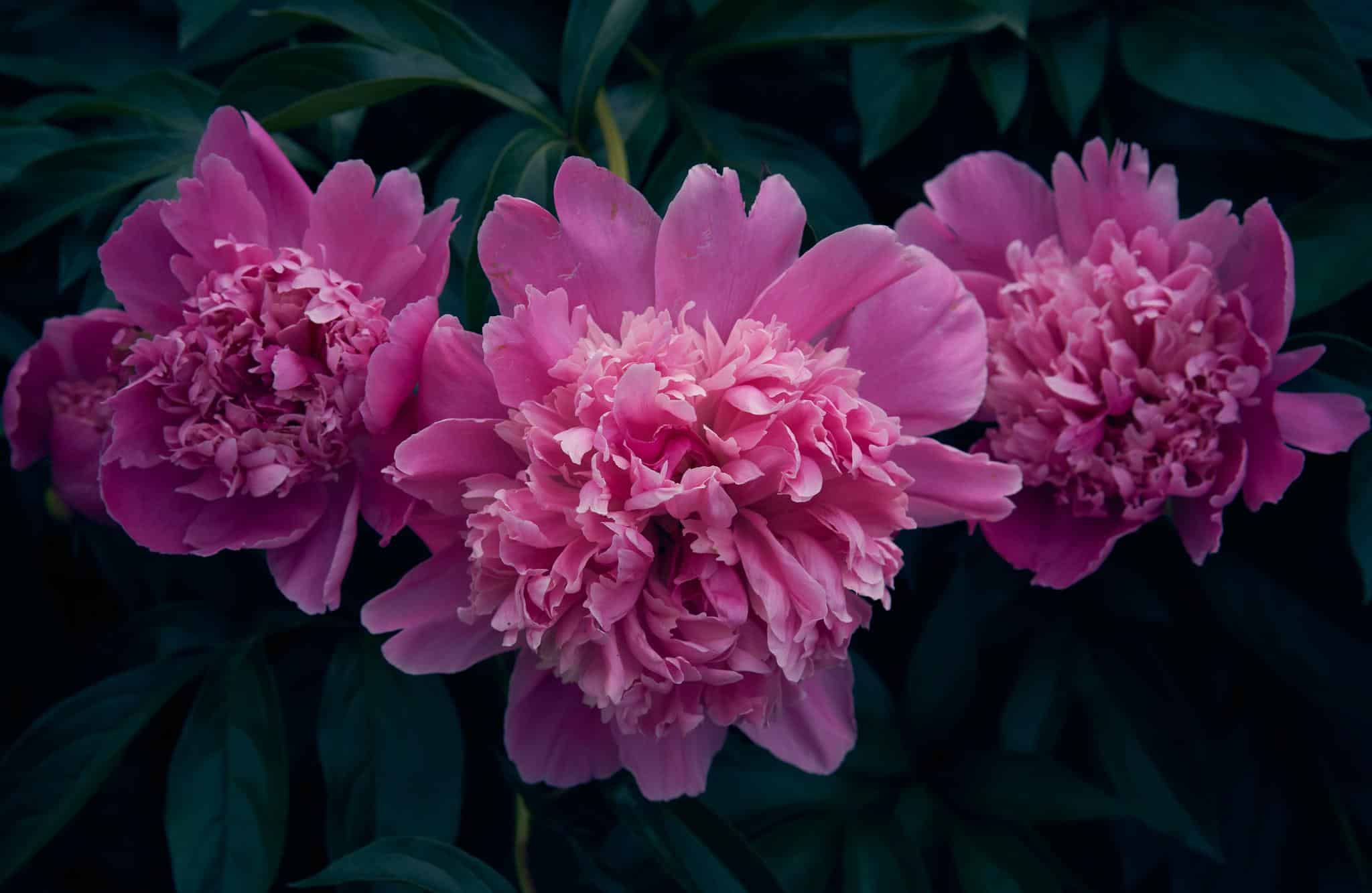 drie roze bloemen
