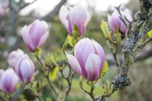magnolia soulangeana alexandrina